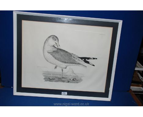 Prideaux John Selby (1788-1867) Print of the Common Gull in Winter Plummage, plate XCIII, 43cms x 55 cms, signed in the plate