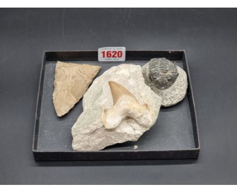Natural History: a tooth fossil, the whole 10 x 10cm; together with a knapped flint tool, 8cm long; and a small Trilobite, 7c