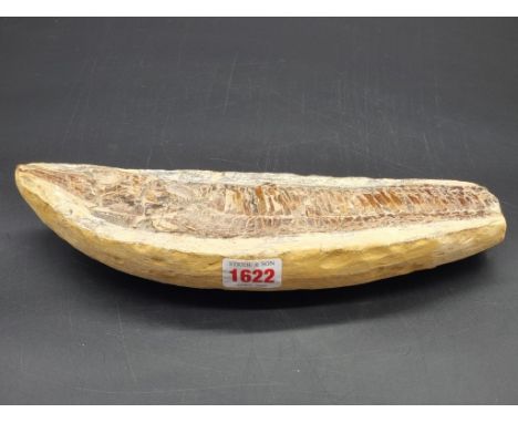 Natural History: an interesting fish fossil, probably Cretaceous, 28cm long.