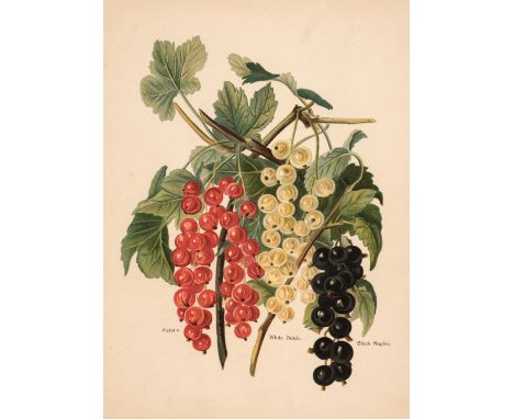 * Fruit and Botany. A collection of approximately 150 prints, 19th &amp; early 20th century, lithographs and prints of fruit 