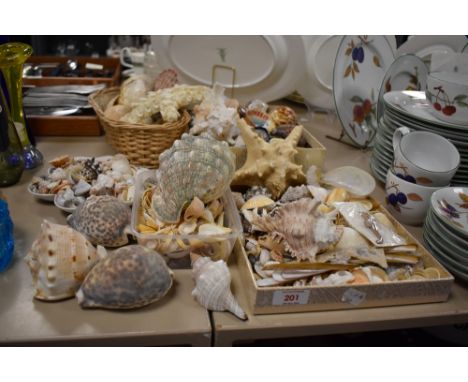 A good collection of assorted sea shell including sea urchin, star fish and razor clams etc.