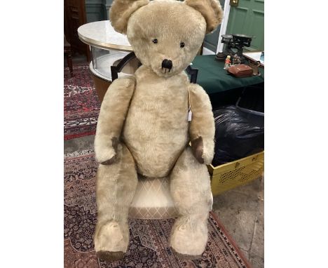 Huge c 44&rdquo; tall oversized golden Teddy bear , boot button eyes and snitched solid snout 1950s era -shop display window 