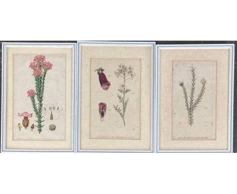 An 18th century botanical print, approx. 19x13cm, together with two others; together with a quantity of other unframed botani