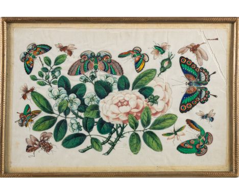 Chinese School, 19th Century -Botanical studies with butterflies and other insects -Three parcel gilt watercolours on pith pa