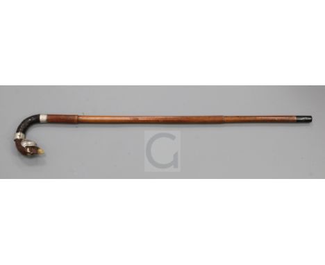 An Edwardian silver mounted horn and snakeskin walking stick, with dog's head handle and malacca shaft, 37in.
