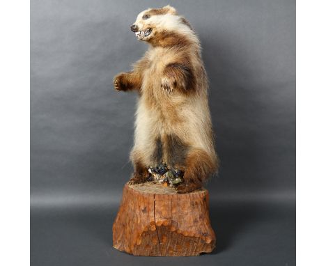 Taxidermy - a European Badger, adult, full body mount, facing forward, mouth agape, standing upright on tree trunk, height 76