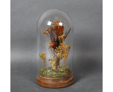 Taxidermy - a Ruby-Topaz Hummingbird in glass dome. An antique ruby-topaz hummingbird mounted in a modern glass dome with bra