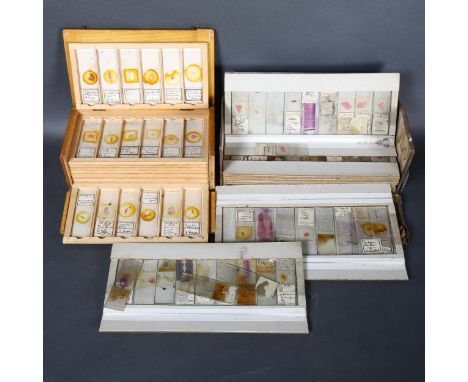 Approximately 75 early 20th Century Human histological microscope slides prepared by the same hand, H. Lugic (?) , Cased in w