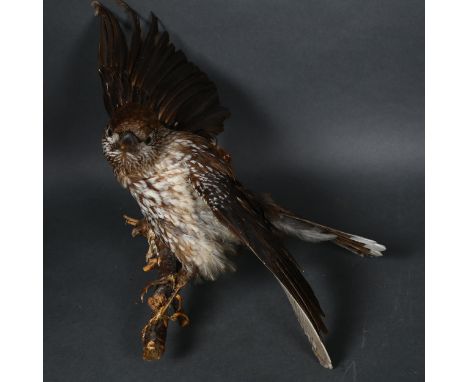 Taxidermy  - a full mount Nutcracker, on single branch wall hanging mount, wings spread ready to take flight, from wall 22cm,