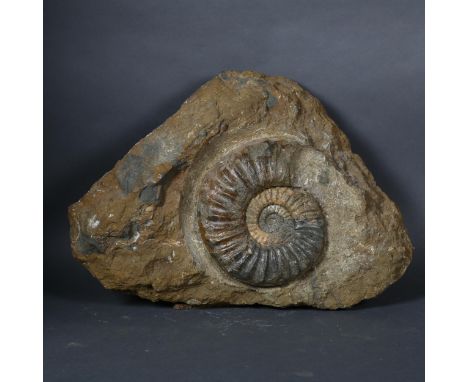 "Asteroceras obtusum", a Jurassic period ammonite, on a large block of stone, Lower Lias, Sinemurian Stage, Frodingham Ironst