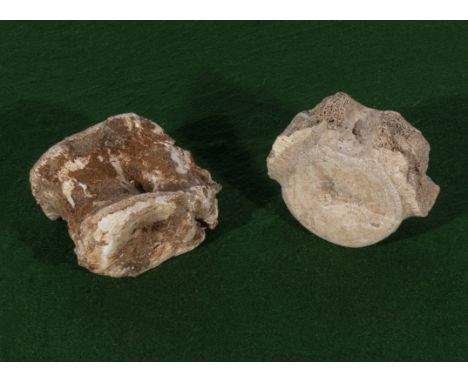 Two fossil dinosaur vertebrae  
