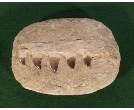 Fossil mosasaur jaw section showing 5 teeth  