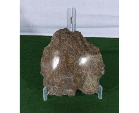Piece of polished fossil coral + stand   