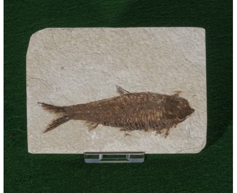 Very good fossil fish from Wyoming   
