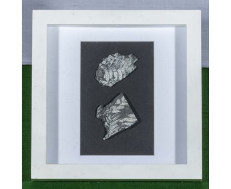 Two fossil leaves mounted in a frame 