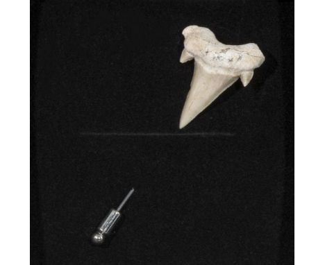 Fossil otodus shark tooth stick pin  