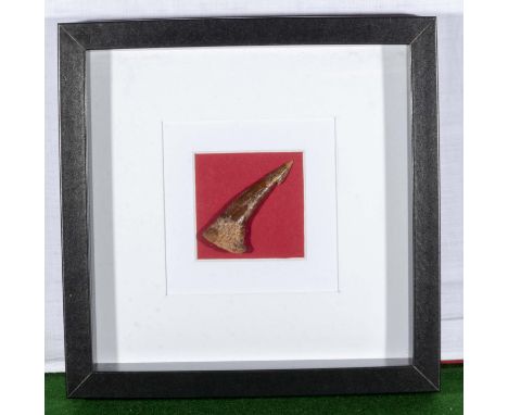 Fossil stingray spine in frame  