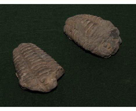 Two fossil trilobites 