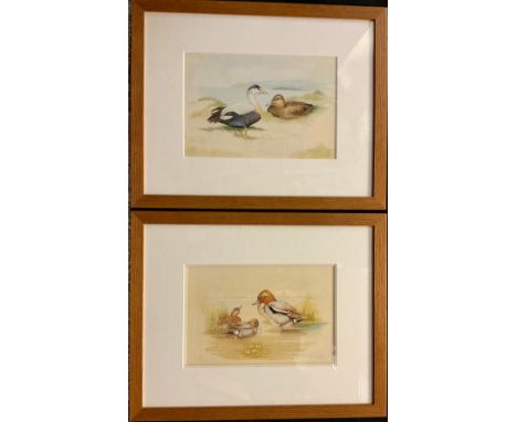 R**Macrey (British)A Pair, Water Birdssigned, watercolours, 20cm x 29.5cm 
