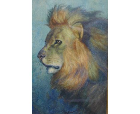 19th century Continental School, portrait of a lion, watercolour, signed, 22 x 14cm 