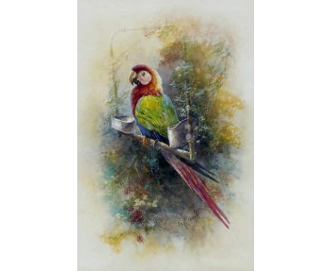William E. Powell (British, 1878-1955): a parrot resting on its perch, depicting a red-and-green macaw chained to a swing per