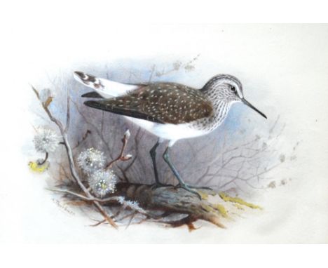 ARCHIBALD THORBURN (1860 - 1935)
Green Sandpiper
Signed, watercolour, 17cm x 25cm
Provenance: Moorland Gallery label verso.  
