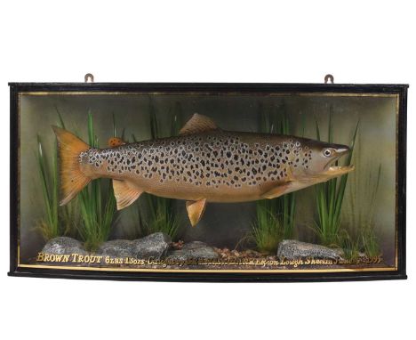 A large taxidermy Brown Trout in an ebonised and gilt bow-fronted Cooper-type display case, mounted in a naturalistic setting