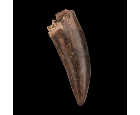 Dent de T.rex T.rex toothTyrannosaurus rexCretaceousScollard Formation, Alberta, CanadaAn excellent Tyrannosaurus rex tooth w