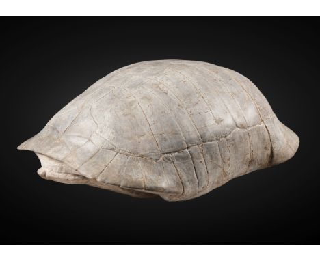 Grande tortue fossile Large Fossil TortoiseStylemys nebrascensisOligoceneWhite River Badlands, South Dakota, USAStylemys nebr