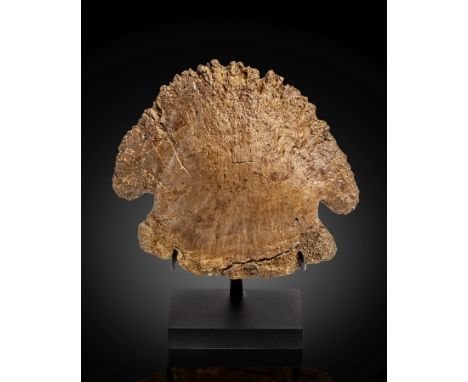 Grand sabot d'hadrosaure  Large Hadrosaurus HoofEdmontosaurus annectensCretaceousHell Creek Formation, South Dakota, USAThis 