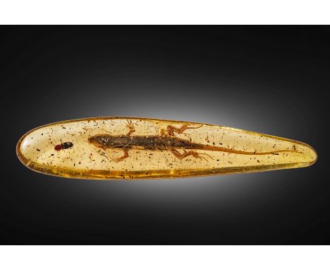 Lézard fossile dans un morceau de copal  Lizard in CopalZootca sp.PleistoceneAmbohimanatrika, MadagascarAn elongated elliptic