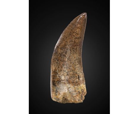 Dent de tyrannosaure Tyrannosaurid ToothDaspletosaurus (undescribed species)Late Cretaceous - Late Campanian Upper Two Medici