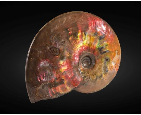 Exceptionnelle ammonite opalescente Exceptional Opalescent AmmonitePlacenticeras meekiUpper CretaceousPierre Shale, South Dak