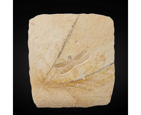 Libellule fossile  Fossil DragonflyIsophlebia aspasiaUpper Jurassic Germany, SolnhofenThis is a very large fossil dragonfly (