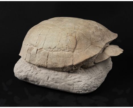 Tortue fossile sur matrice Fossil Tortoise on MatrixStylemys nebrascensisOligoceneWhite River Badlands, South Dakota, USAMost