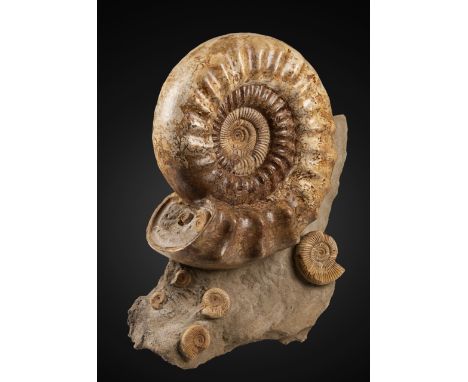 Très grande ammonite cornée sur matrice Very Large Horned Ammonite on MatrixKranosphinctes sp.Late JurassicMorondava River Ba