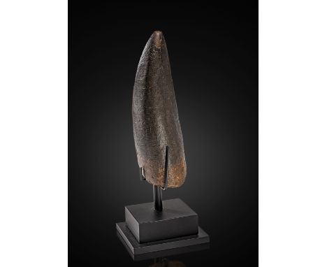 Grande dent de tyrannosaure  Large Tyrannosaurus ToothTyrannosaurus rexLate Cretaceous - 65-68 million years oldHell Creek Fo