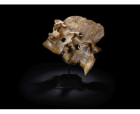Paire de vertèbres articulées de dinosaure  Articulated Pair of Dinosaur VertebraeSpinosaurus aegypticusLate CretaceousKem Ke