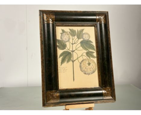 After Pierre Joseph Buchoz (French 1731-1807), Botanical blue hydrangea print, in wooden frame (34cmx22cm) unknown artist, a 