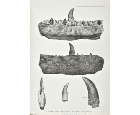 Buckland (William). [Sammelband of geological and palaeontological tracts], 1820-24, comprising: 1. Vindiciae Geologicae; or 