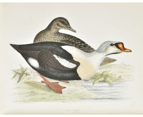 Morris (Beverley R.). British Game Birds and Wildfowl, London: Groombridge and Sons, 1864, iv + 252 pp., 60 hand-coloured woo