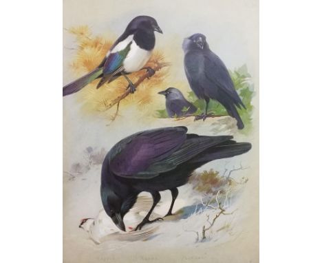 Bannerman (David Armitage) . The Birds of The British Isles, 12 volumes, 1st editions, 1953-63, numerous colour illustrations