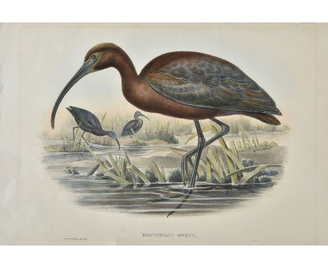 * Gould (John &amp; Richter H. C.). A collection of six lithographs 1862 - 1873, lithographs with contemporary hand colouring