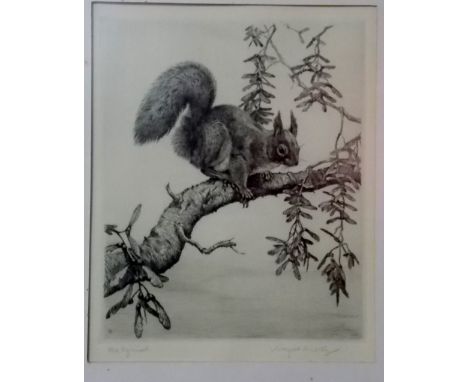 WINIFRED MARIE L AUSTEN (1876-1964)  'Red Squirrel' Etching Signed and inscribed 8.5" x 7" 