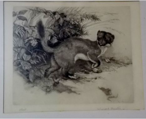 WINIFRED MARIE L AUSTEN (1876-1964)  'Stoat' Etching Signed and inscribed 7" x 8" 