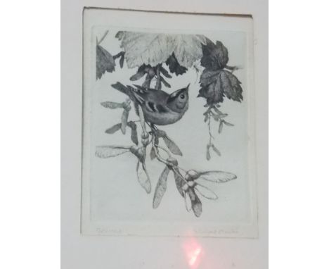 WINIFRED MARIE L AUSTEN (1876-1964)  'Goldcrest' Etching Signed and inscribed 5.75" x 4.5" 