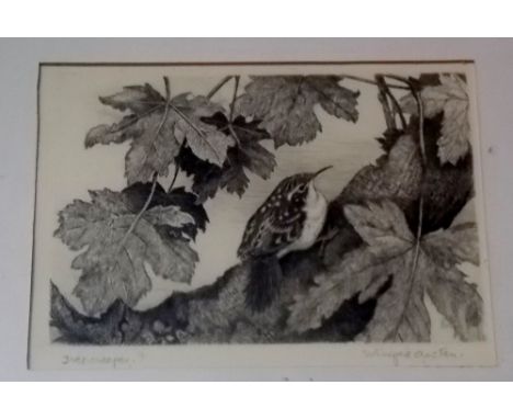 WINIFRED MARIE L AUSTEN (1876-1964)  'Tree-Creeper' Etching Signed and inscribed 5" x 7" 