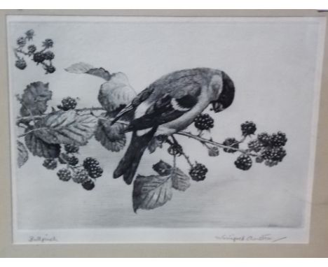 WINIFRED MARIE L AUSTEN (1876-1964)  'Bullfinch' Etching Signed and inscribed 5.5" x 7.5" 