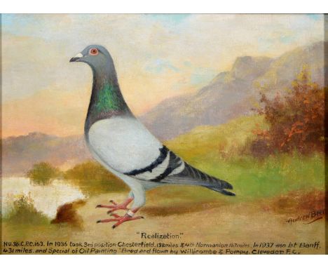 Andrew Beer (1862 - 1954) - Portrait of the Racing Pigeon, "Realization", NU.36C.P.C.163. In 1936 took 3rd position Chesterfi