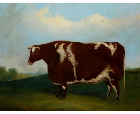 J. Paul, British Journeyman Artist, mid-19th c - Short Horn Home Bred Bullock,&nbsp;Bred &amp; Grazed by John [Seaman] Postle